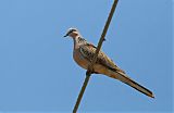 Spotted Dove